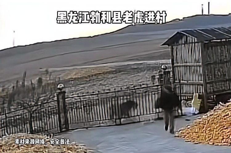 老虎見(jiàn)人就咬嗎