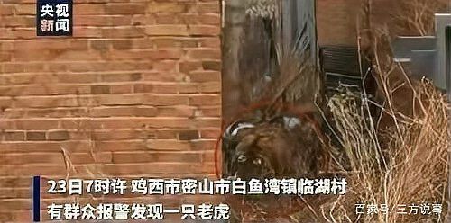 老虎見(jiàn)人就咬嗎