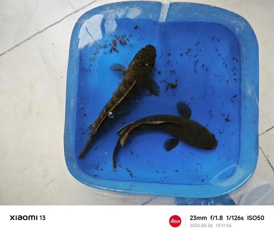 雷龍魚的圖片大全圖解