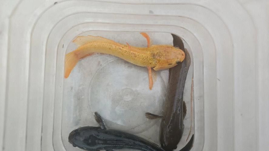 雷龍魚的圖片大全圖解