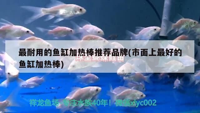 市面上最好的魚缸加熱棒，如何正確安裝魚缸加熱棒