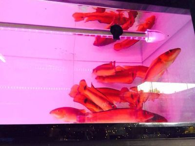 胭脂孔雀龍能不能和龍魚混養（胭脂孔雀龍和龍魚可以混養嗎？）