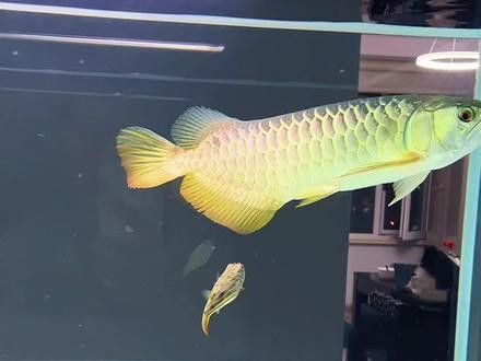 斑馬狗頭能跟龍魚混養(yǎng)嗎