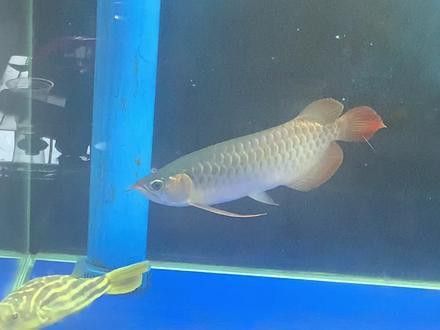 斑馬狗頭能跟龍魚混養(yǎng)嗎