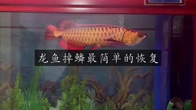 銀龍魚掉了十多片鱗片怎么辦