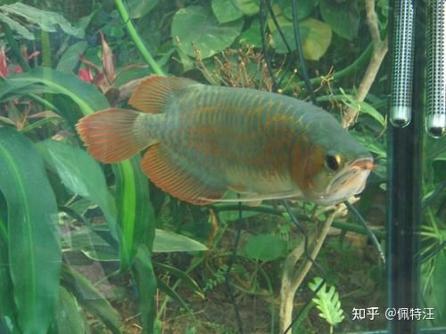 國內有龍魚養殖場嗎知乎文章：國內最大的龍魚養殖基地位于廣東省恩平龍魚養殖中心