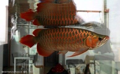 龍魚底游怎么辦：關于龍魚底游的問題