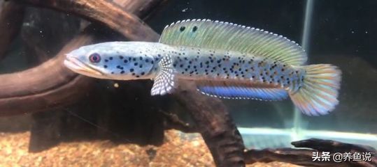雷龍魚水質pH值的最佳范圍：雷龍魚對水質的ph值有特定的偏好
