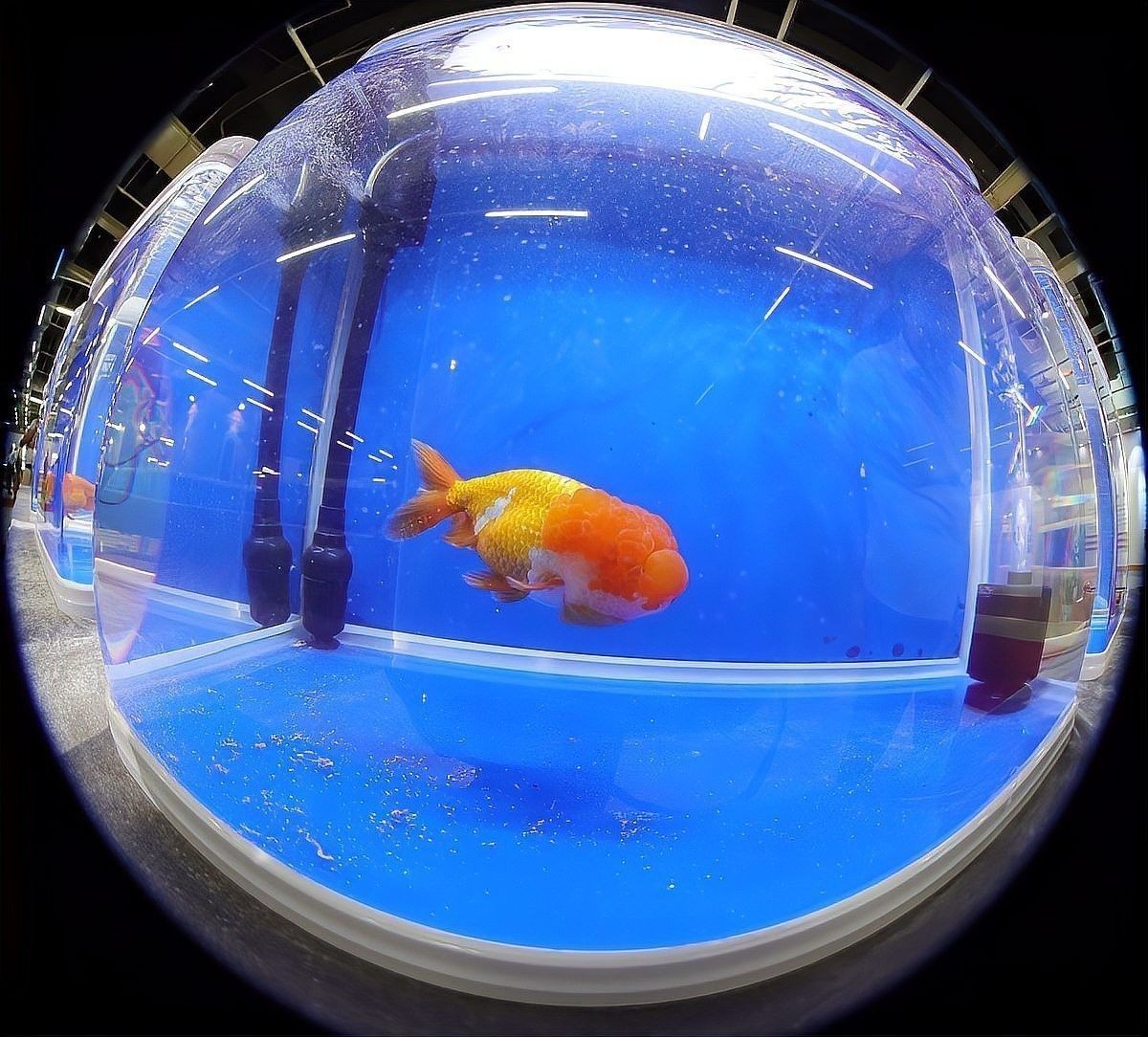 龍魚只吃飼料不吃小魚