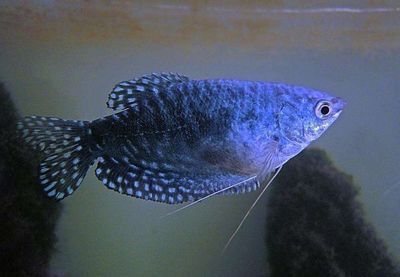 60公分龍魚換新環(huán)境能活嗎