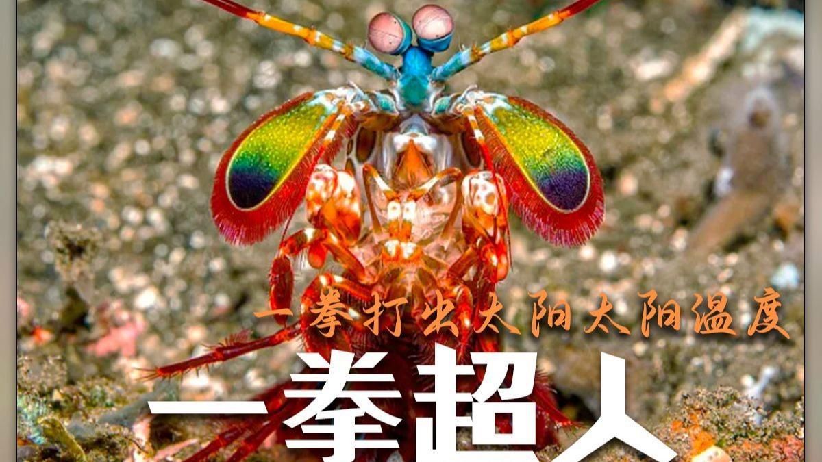鐮刀螳螂蝦pk雀尾螳螂蝦