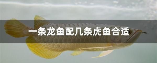 龍魚配魚幾條最好看：龍魚配魚的最佳數量