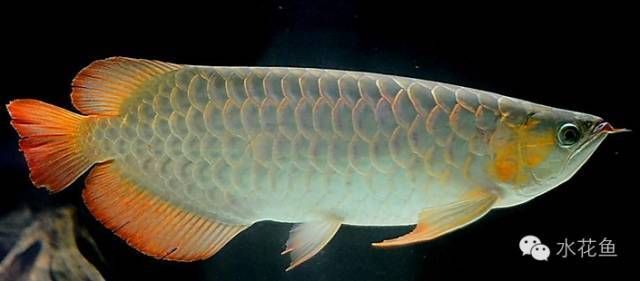關于金龍魚體積的詳細信息：一條金龍魚要占多大體積的水360問答