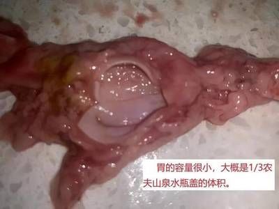 關于金龍魚體積的詳細信息：一條金龍魚要占多大體積的水360問答