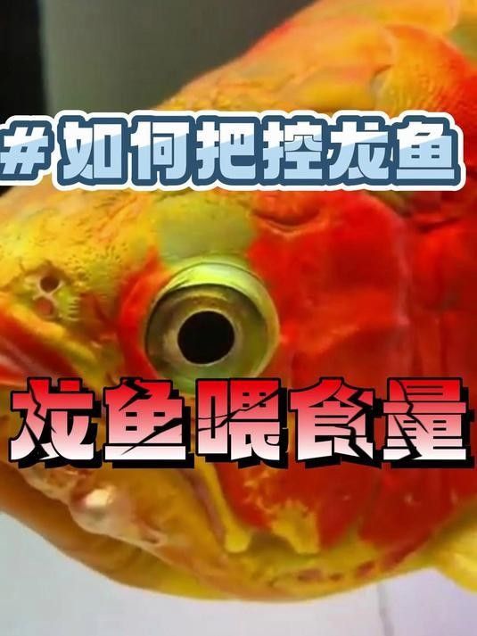 龍魚喂食量如何調(diào)整