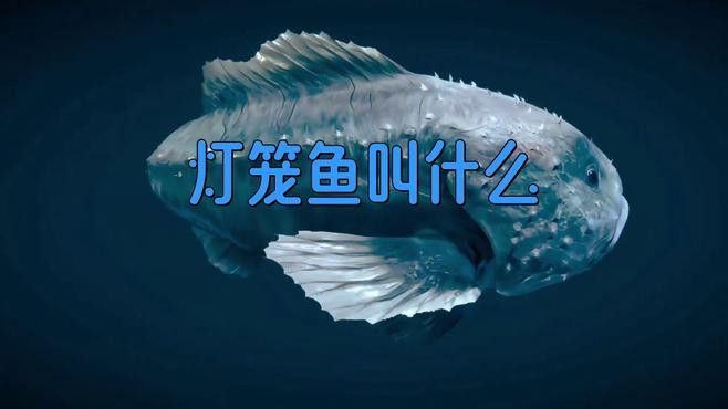 燈籠龍魚