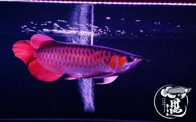 龍魚發色燈正確位置圖：龍魚發色燈正確位置圖詳情