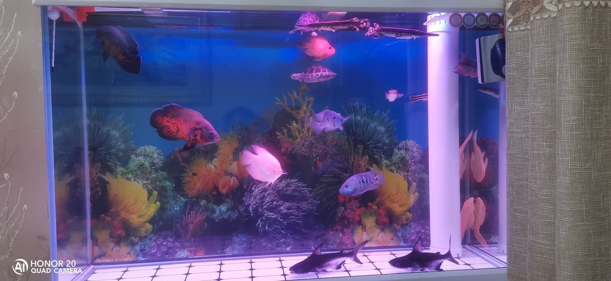 飼養(yǎng)銀龍魚需要多大的缸：飼養(yǎng)銀龍魚需要一個(gè)尺寸適中的魚缸，以確保它們的健康和幸福