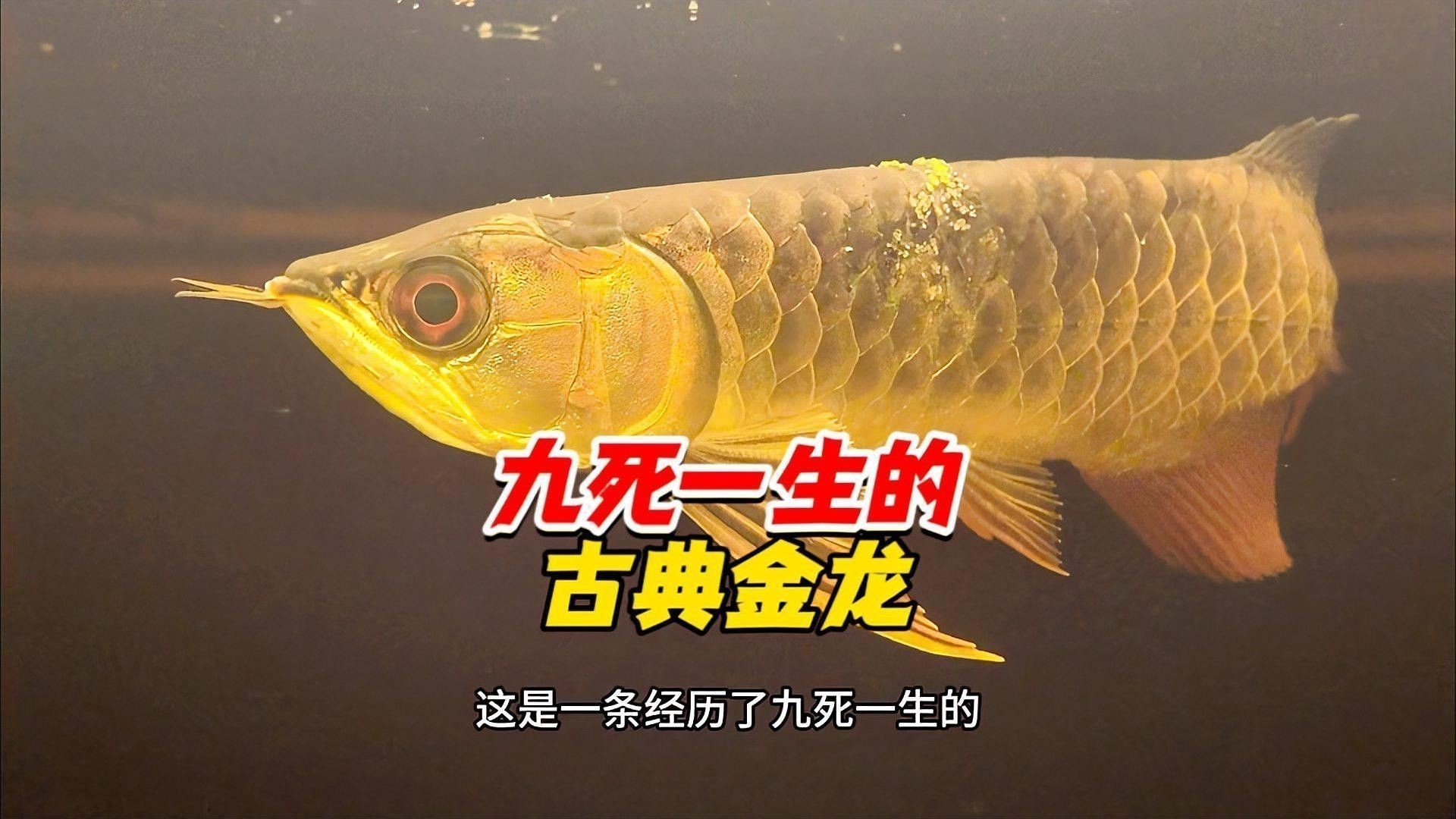 如何飼養古典金龍魚？