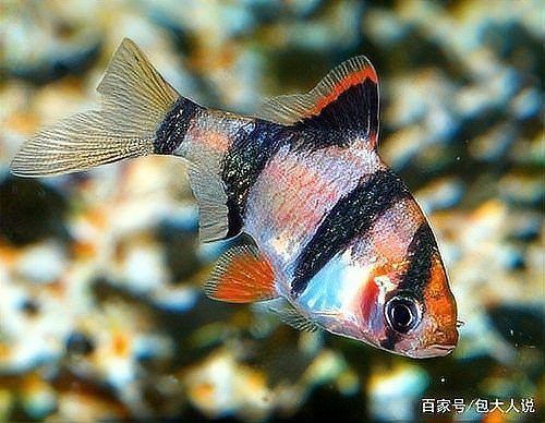 綠虎皮魚和虎皮魚的區(qū)別