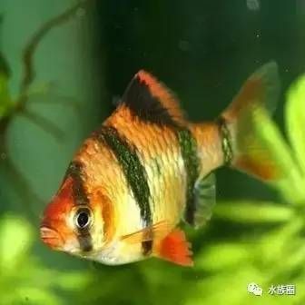 綠虎皮魚和虎皮魚的區(qū)別