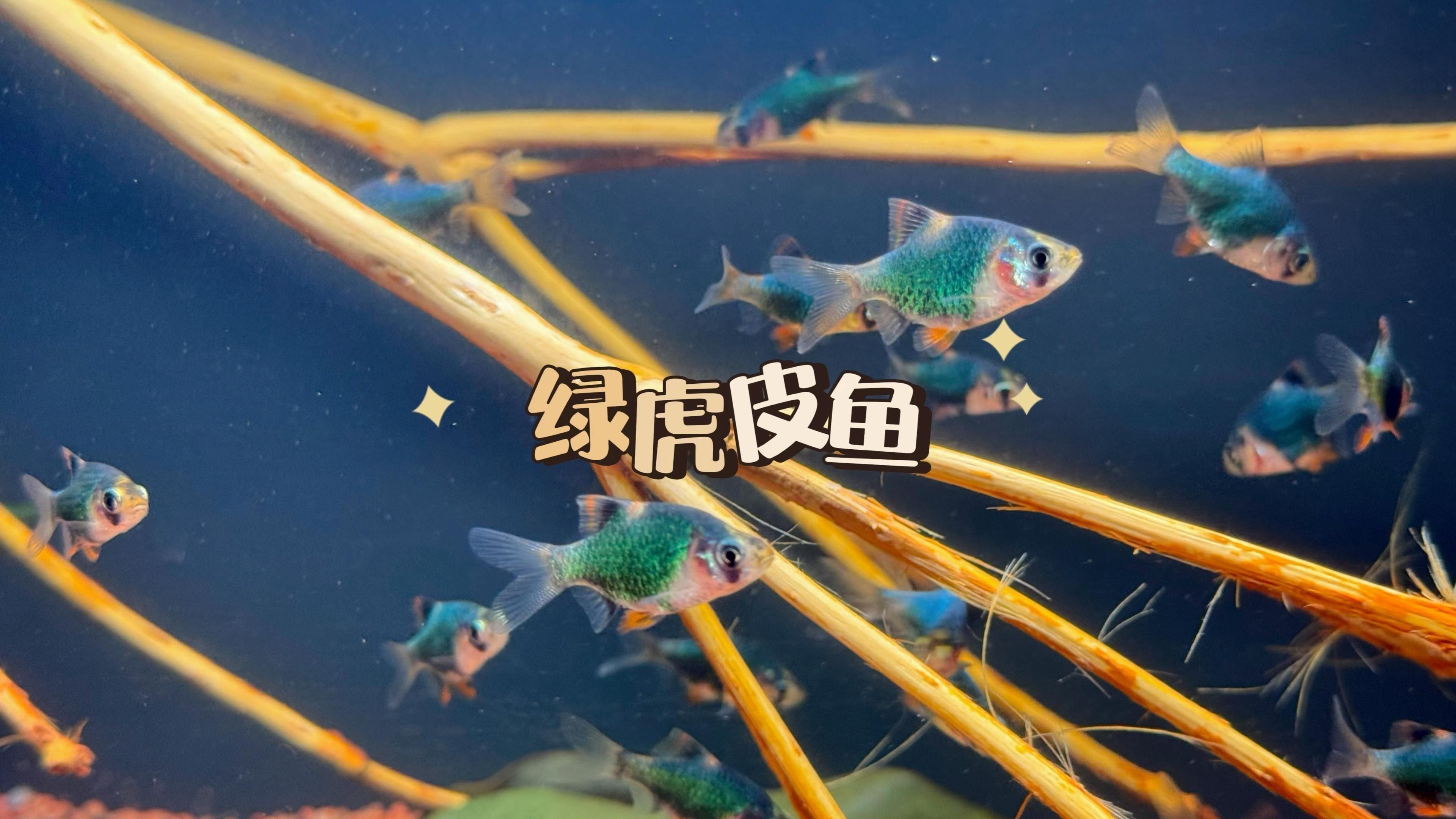 綠虎皮魚和虎皮魚的區(qū)別
