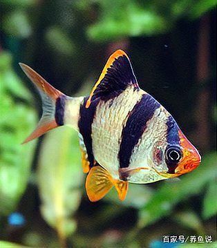 綠虎皮魚和虎皮魚的區(qū)別
