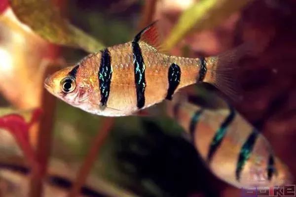 綠虎皮魚和虎皮魚的區(qū)別