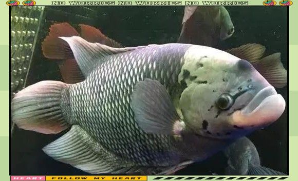 如何治療紅眼白子招財魚的白點病？