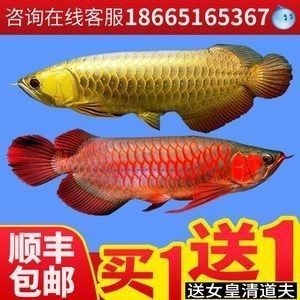 龍魚(yú)苗吃什么長(zhǎng)得快又好養(yǎng)的水草：龍魚(yú)苗吃什么長(zhǎng)得快又好養(yǎng)