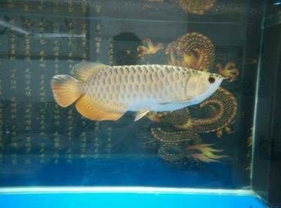 祥龍魚場金頭過背金龍特點（祥龍魚場的金頭過背金龍魚的特點介紹）