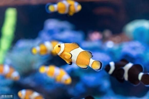 龍魚海水魚還是淡水魚好養