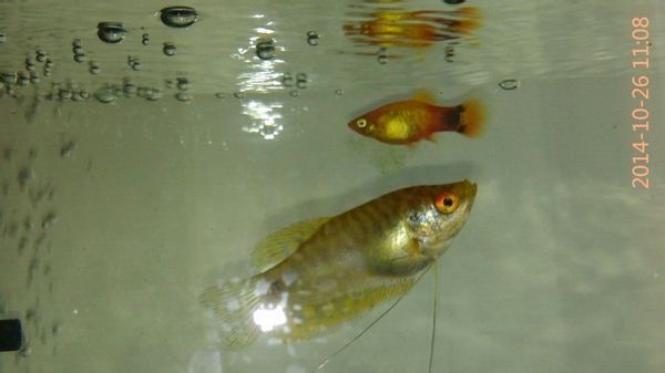 龍魚轉圈圈（龍魚在水族箱中轉圈圈的行為可能由多種因素引起）