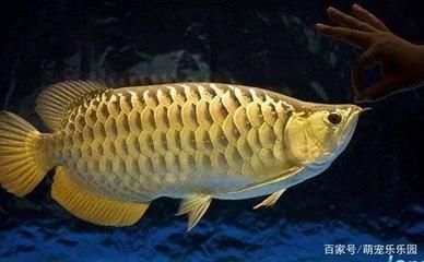 龍魚轉圈圈（龍魚在水族箱中轉圈圈的行為可能由多種因素引起）