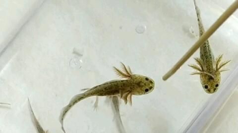 龍魚轉圈圈（龍魚在水族箱中轉圈圈的行為可能由多種因素引起）