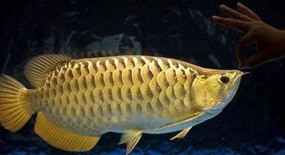 龍魚轉圈圈（龍魚在水族箱中轉圈圈的行為可能由多種因素引起）