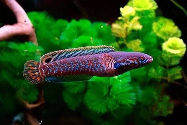 龍魚仰泳還能活嗎：龍魚仰泳是一種常見的魚類游泳方式，如何預防龍魚失鰾