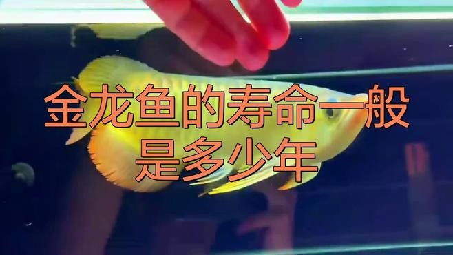 金龍魚24厘米過背的壽命有多長？