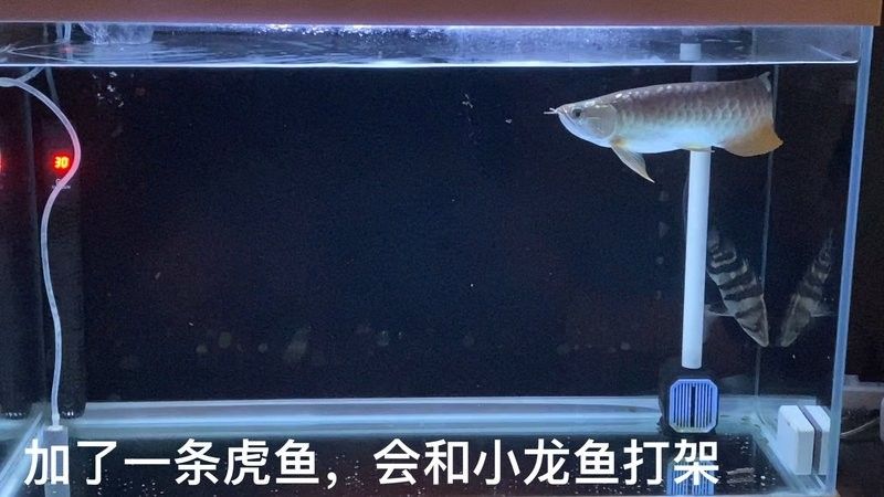 龍魚和虎魚會(huì)打架嗎圖片視頻
