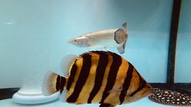 龍魚和虎魚會(huì)打架嗎圖片視頻