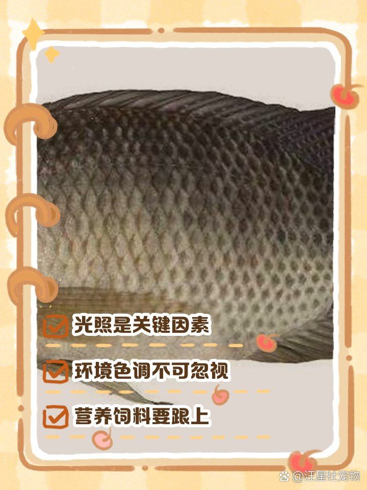 紅龍魚開燈后顏色變淡怎么辦？