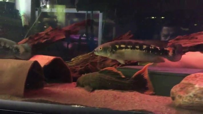 孔雀龍魚,關(guān)于孔雀龍魚的介紹 龍魚百科 第3張 孔雀龍魚,關(guān)于孔雀龍魚的介紹 孔雀龍魚,關(guān)于孔雀龍魚的介紹 龍魚百科 第3張