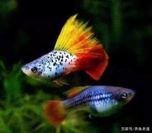 孔雀龍魚,關(guān)于孔雀龍魚的介紹 龍魚百科 第4張 孔雀龍魚,關(guān)于孔雀龍魚的介紹 孔雀龍魚,關(guān)于孔雀龍魚的介紹 龍魚百科 第4張