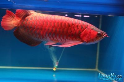 紅龍魚比賽第一名是什么：紅龍魚比賽第一名是什么呢？