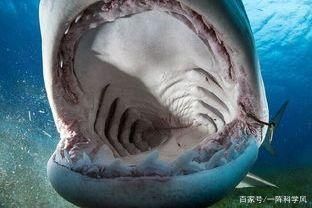 龍魚大口呼吸會不會死：龍魚大口呼吸會不會導致死亡，龍魚大口呼吸會不會死