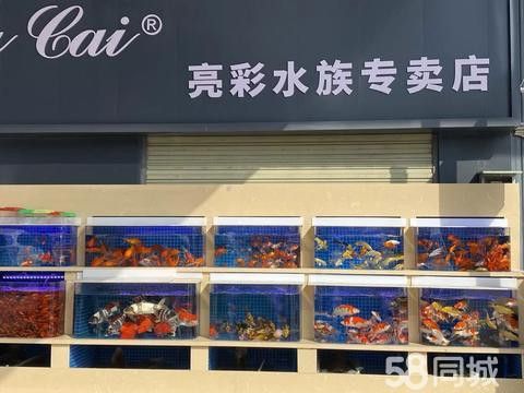 武漢龍魚轉(zhuǎn)讓信息平臺(tái)電話