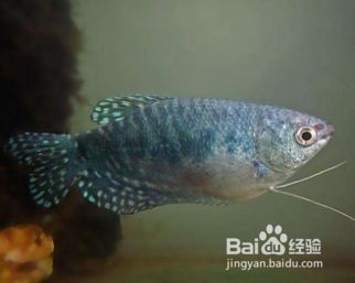 龍魚被咬不吃食怎么辦呢：如何處理龍魚被咬不吃食的問題