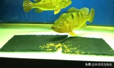如何預(yù)防巴西亞魚(yú)繁殖后疾?。喊臀鱽嗶~(yú)在繁殖季節(jié)過(guò)后可能會(huì)出現(xiàn)疾病預(yù)防措施包括 如何預(yù)防巴西亞魚(yú)繁殖后疾病：巴西亞魚(yú)在繁殖季節(jié)過(guò)后可能會(huì)出現(xiàn)疾病預(yù)防措施包括 龍魚(yú)百科 第6張