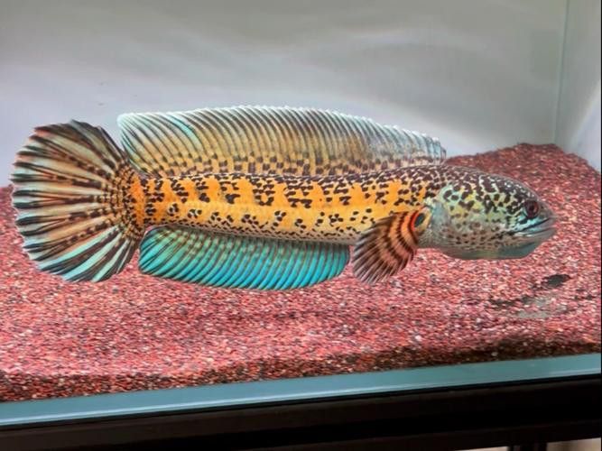 哪種雷龍魚最大好養活