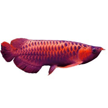 紅龍魚燒尾巴圖片：紅龍魚水質管理技巧